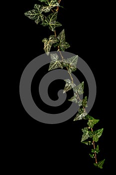 Ivy branch with green foliage, isolated on black background