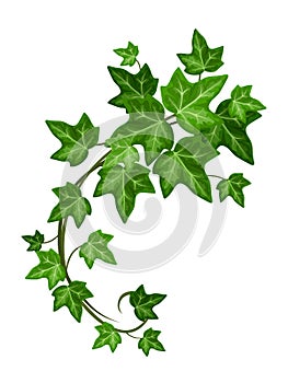 Ivy branch. Vector illustration.