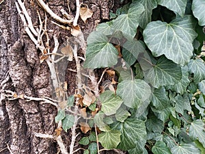 Ivy branches parasitize on a tree trunk photo