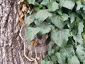 Ivy branches parasitize on a tree trunk