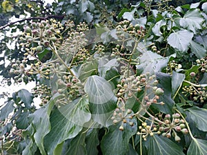 Ivy branches parasitize on a tree trunk