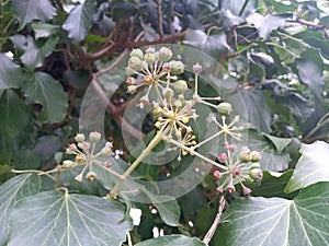 Ivy branches parasitize on a tree trunk
