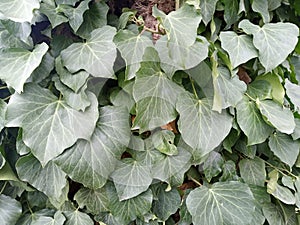 Ivy branches parasitize on a tree trunk
