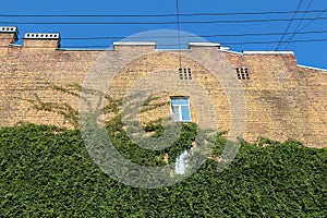 Ivy on the brick wall