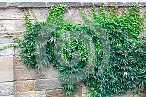 Ivy on the brick wall