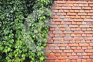 Ivy and bricks