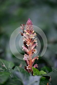 Ivy broomrape Orobanche hederae, creamy-white snapdragon-like flowers