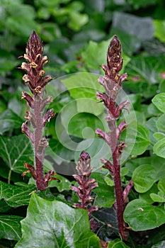 Ivy broomrape Orobanche hederae, creamy-white snapdragon-like flowers photo