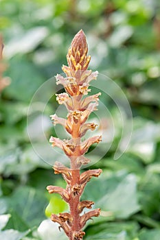 Ivy broomrape Orobanche hederae, flowering spike