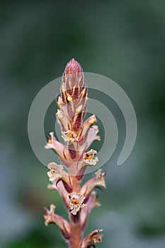 Ivy broomrape Orobanche hederae, flowering stalk with creamy-white snapdragon-like flowers