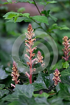 Ivy broomrape Orobanche hederae, flowering stalks with creamy-white snapdragon-like flowers