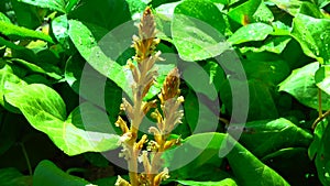 The ivy broomrape Orobanche hederae  is like other members of the genus Orobanche, a parasitic plant without chlorophyll, slider