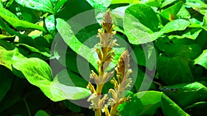 The ivy broomrape Orobanche hederae  is like other members of the genus Orobanche, a parasitic plant without chlorophyll, slider