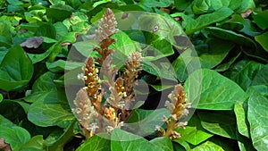 The ivy broomrape Orobanche hederae  is like other members of the genus Orobanche, a parasitic plant without chlorophyll, slider