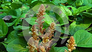The ivy broomrape Orobanche hederae  is like other members of the genus Orobanche, a parasitic plant without chlorophyll, slider