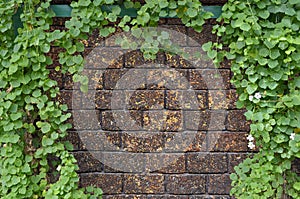 Ivy bush on brick wall