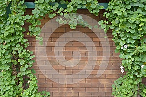 Ivy bush on brick wall