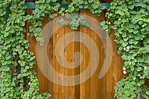 Ivy bush on wooden fence