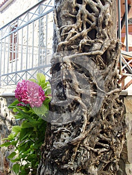 ivy-clad trees and hydrangea flower, one dry one live