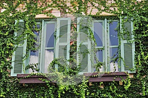 Ivy clad on walls and windows