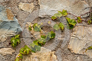 Ivy climbing plant Italian gardens