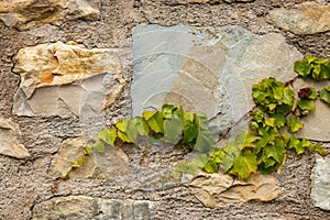 Ivy climbing plant Italian gardens