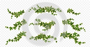 Ivy climbing vines with green plant leaves set