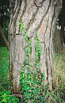 ivy climbs on pine trunk