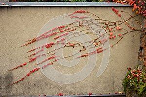 Ivy climbs the wall. Autumn ivy. Beautiful ivy on a gray wall. Texture. Background.