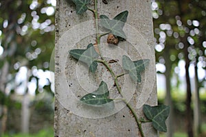 ivy in a concrete column