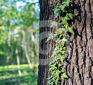 Ivy on a horse chestnut