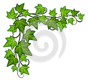 Ivy corner. Decorative green leaves frame template