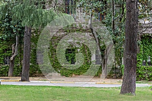 Ivy-Covered Castle: A Close-up View of an Old Stone Château