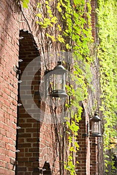 Ivy covered garden wall with lights