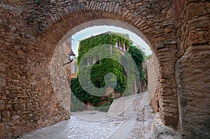 Ivy covered house