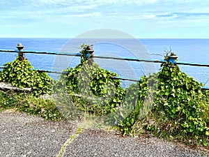 Ivy covered railings on Rugged cliffs and rocky coastline at Marine Drive Isle of Man British Isles