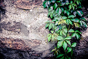 ivy covered stone wall, texture