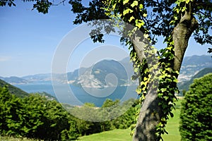 Ivy covered tree and lake