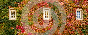 Ivy Covered Wall