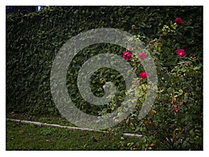 Ivy covered wall with rose bush in a green, lush, downtown city park.