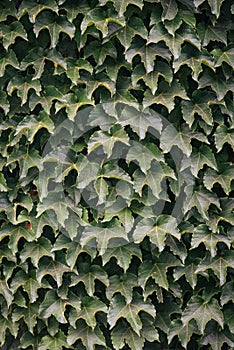 An ivy covered wall in Salem, Massachusetts photo