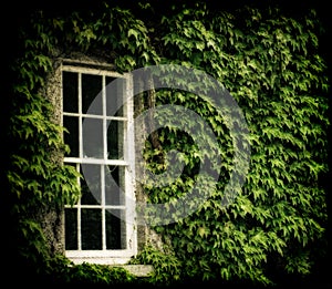 Ivy Covered window