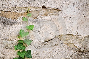 Ivy crawling up a stone wall