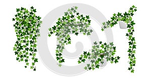 Ivy creeper plants in pot isolated on white background. Green English ivy liana houseplants with climbing branches