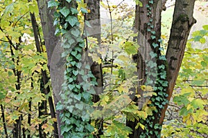 Ivy / creeping shrubs clinging to their adventitious roots of the walls