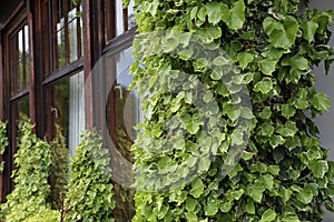 Ivy. creeping shrubs clinging to their adventitious roots of the walls