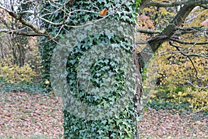 Ivy / creeping shrubs clinging to their adventitious roots of the walls photo