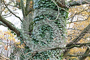 Ivy / creeping shrubs clinging to their adventitious roots of the walls photo