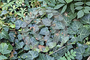 Ivy / creeping shrubs clinging to their adventitious roots of the walls, tree trunks, and so on.