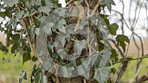 Ivy creeping up a tree in Spring